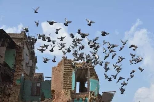 從太空追蹤動物可以預測地面上的地震？