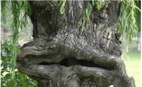 恐怖吃人樹(shù)日輪花，世界上最陰險(xiǎn)的吃人植物