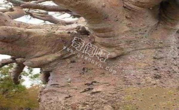 恐怖吃人樹(shù)日輪花，世界上最陰險(xiǎn)的吃人植物