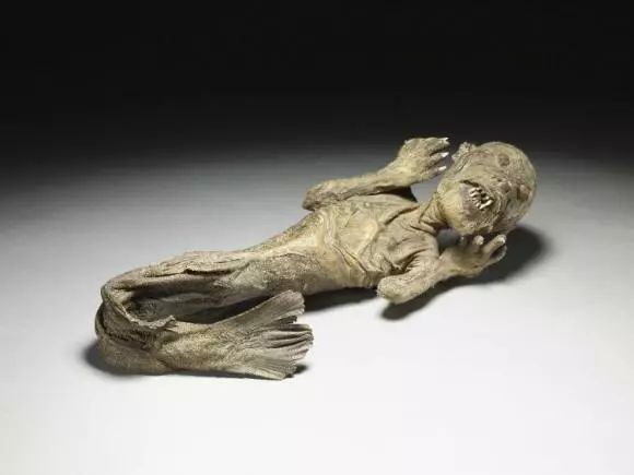 8個真實存在的神話中的生物標(biāo)本，水底情深異形“精靈魚”