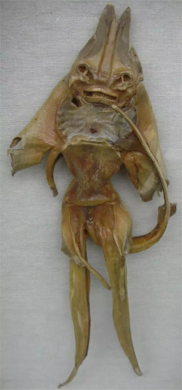 8個真實存在的神話中的生物標(biāo)本，水底情深異形“精靈魚”