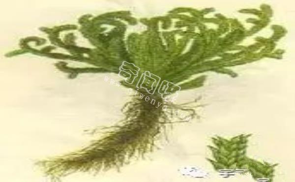恐怖吃人樹(shù)日輪花，世界上最陰險(xiǎn)的吃人植物