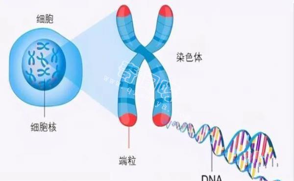 理論能活1000年，龍蝦不老的奧秘曝光！