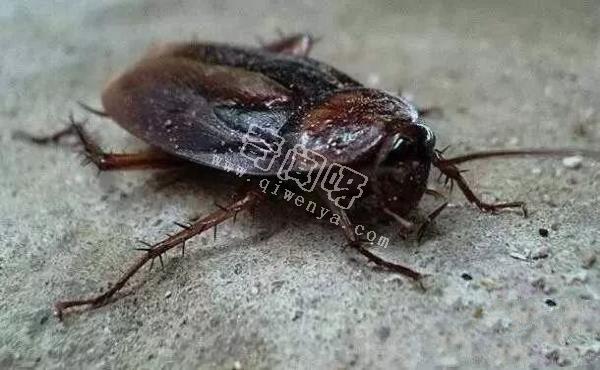 最令人討厭的八大昆蟲，簡直就是童年陰影
