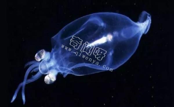 除了螢火蟲(chóng)，你還知道自然界有哪些發(fā)光生物！