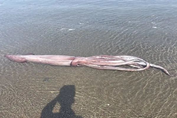 日本海邊發現3米巨型魷魚，來自深海引擔憂：大地震先兆？