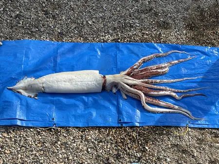 日本海邊發現3米巨型魷魚,來自深海引擔憂:大地震先兆?