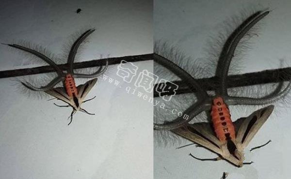 神秘昆蟲腹部竄出4條絨毛觸手:散發(fā)費洛蒙吸引雌性