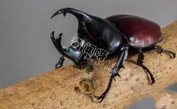 地表最強壯的十大動物 老虎獅子僅排第二第三