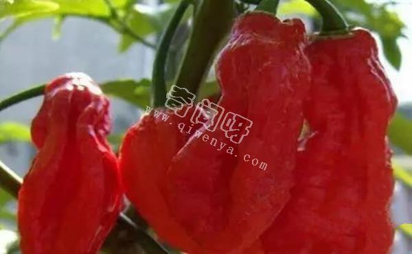 娜迦毒蛇，不是蛇而是世界上最辣的辣椒 被用到軍事領(lǐng)域