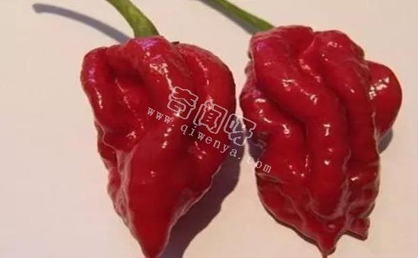 娜迦毒蛇，不是蛇而是世界上最辣的辣椒 被用到軍事領(lǐng)域