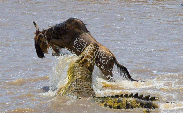 世上咬合力最強的十種動物，獅子老虎墊底
