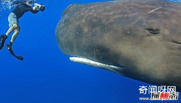 什么動物最讓人害怕?盤點讓人望而生畏的十大動物