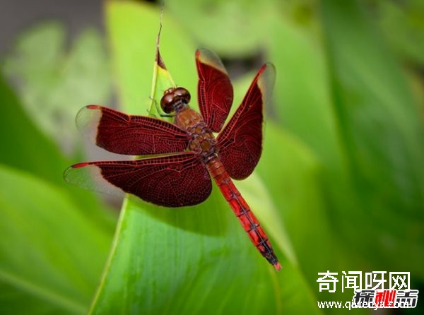 風水學里蜻蜓寓意什么?蜻蜓全身有什么秘密?(真相揭秘)