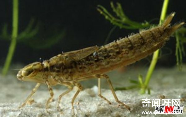 風水學里蜻蜓寓意什么?蜻蜓全身有什么秘密?(真相揭秘)