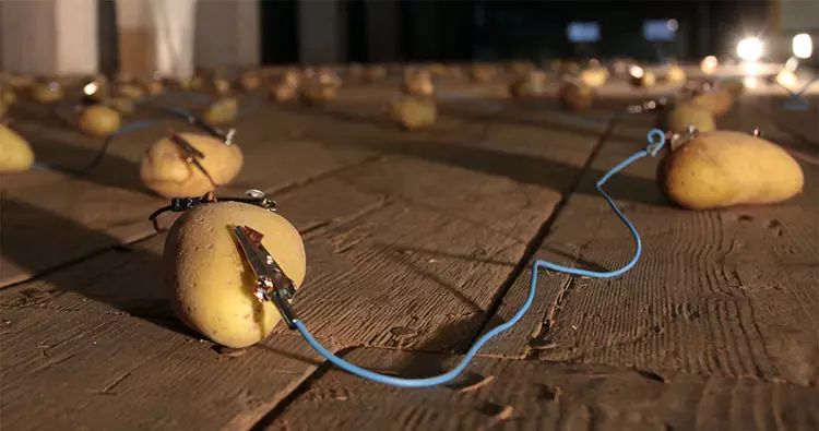 科學家發現馬鈴薯能發電！ 一顆就能照亮你家40天