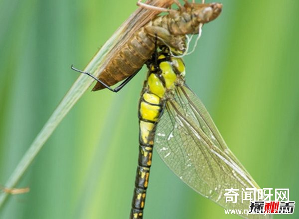 風水學里蜻蜓寓意什么?蜻蜓全身有什么秘密?(真相揭秘)