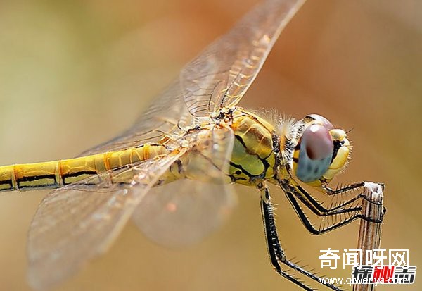 風水學里蜻蜓寓意什么?蜻蜓全身有什么秘密?(真相揭秘)