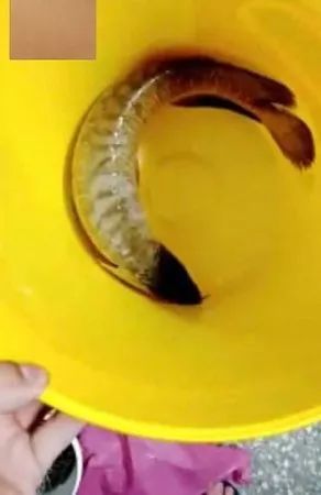 他手術(shù)前2天“6年白龍魚”翻肚暴斃，風(fēng)水魚擋煞拿命報(bào)恩
