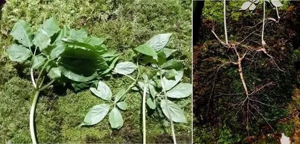 祭祀祖母托夢！韓國男子采到罕見百年野山參價值1億韓元
