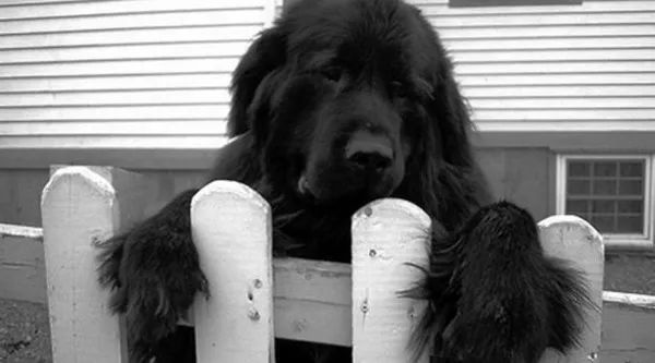 動物為什么會自殺？黑狗2次跳河死意堅決、企鵝獨(dú)自走進(jìn)深山等死