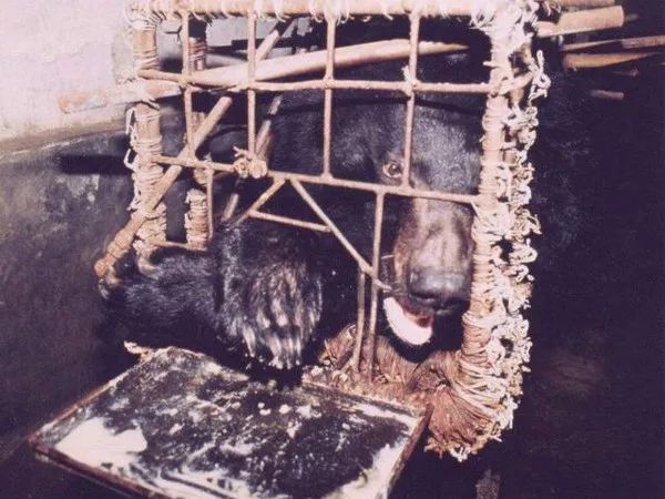 動物為什么會自殺？黑狗2次跳河死意堅決、企鵝獨(dú)自走進(jìn)深山等死