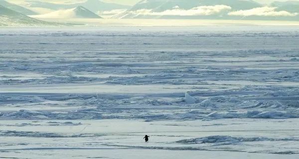 動物為什么會自殺？黑狗2次跳河死意堅決、企鵝獨(dú)自走進(jìn)深山等死
