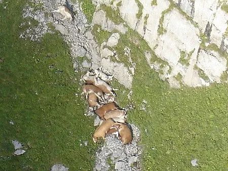 動物為什么會自殺？黑狗2次跳河死意堅決、企鵝獨(dú)自走進(jìn)深山等死
