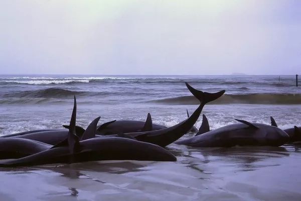 動物為什么會自殺？黑狗2次跳河死意堅決、企鵝獨(dú)自走進(jìn)深山等死